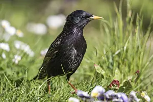 Common Starling (Sturnus vulgaris)