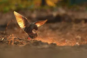 Common starling (Sturnus vulgaris)