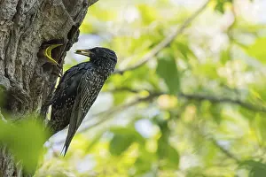 Common starling (Sturnus vulgaris)