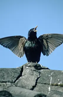 Common Starling (Sturnus vulgaris)