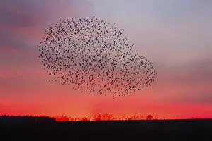 Common starling (Sturnus vulgaris)
