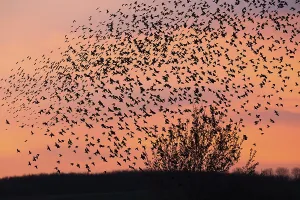 Common starling (Sturnus vulgaris)