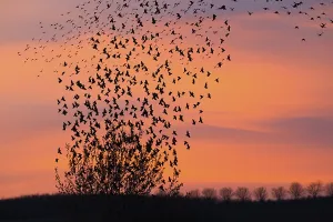 Common starling (Sturnus vulgaris)