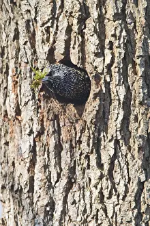 Common starling (Sturnus vulgaris) at the breeding cavity