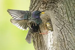 Common Starling (Sturnus vulgaris) feeding young in nest hole