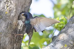 Common starling (Sturnus vulgaris) feeding its young at the nest hole
