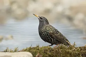 Common Starling (Sturnus vulgaris) female at waterhole