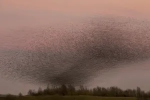 Common Starling (Sturnus vulgaris) flock