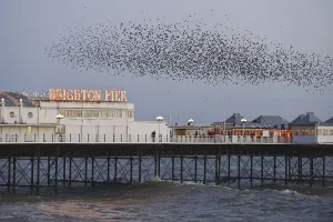 Common Starling (Sturnus vulgaris) flock