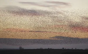 Common Starling (Sturnus vulgaris) flock