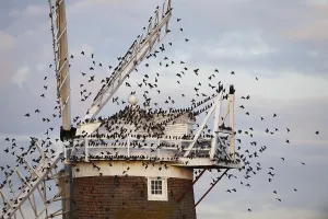 Common Starling (Sturnus vulgaris) flock in flight