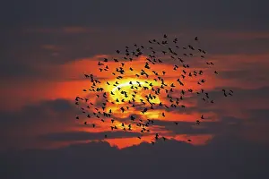 Common starling (Sturnus vulgaris) flying in a flock in front of the setting sun