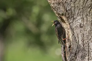 Common Starling (Sturnus vulgaris) at the nest to feed its chicks