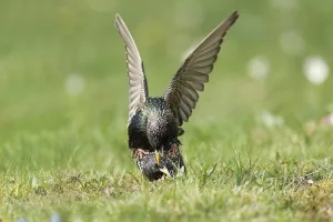 Common Starling (Sturnus vulgaris) pair mating