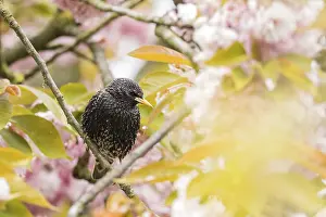 A common starling (Sturnus vulgaris) in quiet profile on a branch with pink flowers