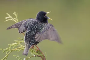 Common Starling (Sturnus vulgaris) singing