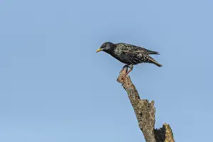Common starling (Sturnus vulgaris) sitting on a branch