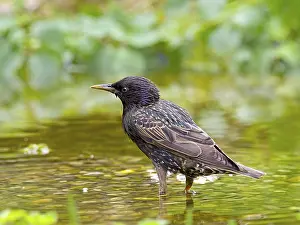 Common starling (Sturnus vulgaris) standing in shallow water