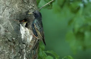 Common Starling (Sturnus vulgaris) with young at nest