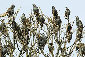 Common Starlings, Northumberland