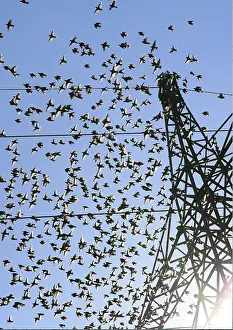 Common starlings (Sturnus vulgaris)
