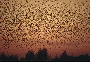 Common Starlings (Sturnus vulgaris) at dusk