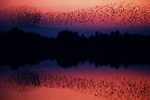 Common Starlings (Sturnus vulgaris) at dusk