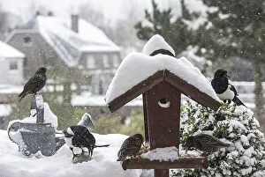 Common Starlings (Sturnus vulgaris) and European Magpies (Pica pica)