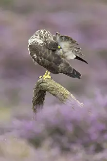 Common steppe buzzard (Buteo buteo)
