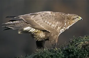 Common steppe buzzard (Buteo buteo) dangling on a root plate (Buzzard)