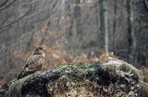 Common steppe buzzard (Buteo buteo) perched on a root plate in driving snow (Buzzard)