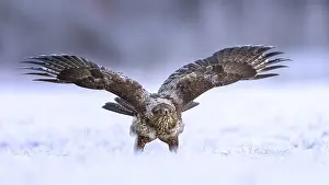 Common steppe buzzard (Buteo buteo) threatening and spreading wings