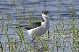 Common stilt standing in water between green plants looking right