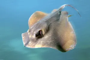 Common Stingray (Dasyatis pastinaca)