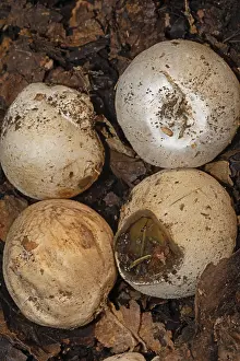 Common stinkhorn four ochre-brown witch's eggs next to each other<br> Common stinkhorn four ochre-brown witch's eggs