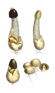 Common stinkhorn (Phallus impudicus)