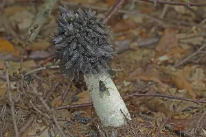 Common stinkhorn, (Phallus impudicus)