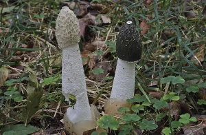 Common stinkhorn, (Phallus impudicus)