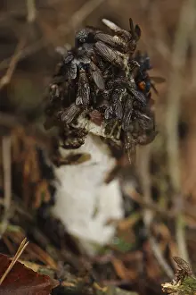 Common Stinkhorn (Phallus impudicus)