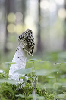 Common stinkhorn (Phallus impudicus)