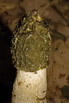Common stinkhorn (Phallus impudicus)