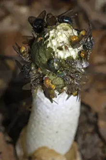 Common stinkhorn (Phallus impudicus)