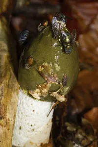Common stinkhorn (Phallus impudicus)