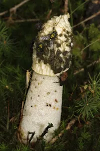 Common stinkhorn (Phallus impudicus)