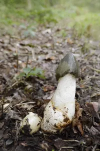 Common stinkhorn (Phallus impudicus)
