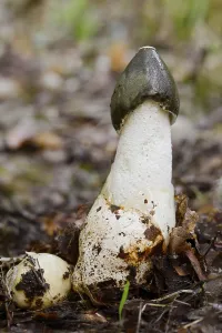 Common stinkhorn (Phallus impudicus)