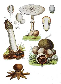 Common stinkhorn, Phallus impudicus (left centre)
