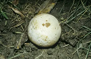Common stinkhorn, witch's egg (Phallus impudicus)<br> Common stinkhorn