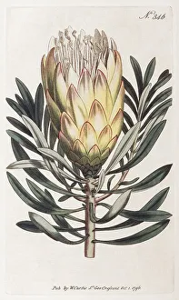 Common sugarbush (Protea repens)