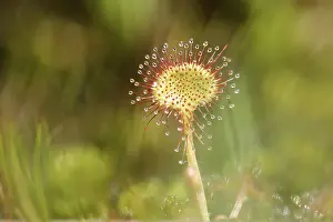 Common sundew (Drosera rotundifolia) in a marsh area